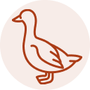 picto-canard