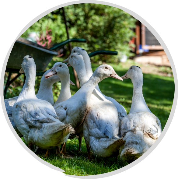 rond-canard canard gers