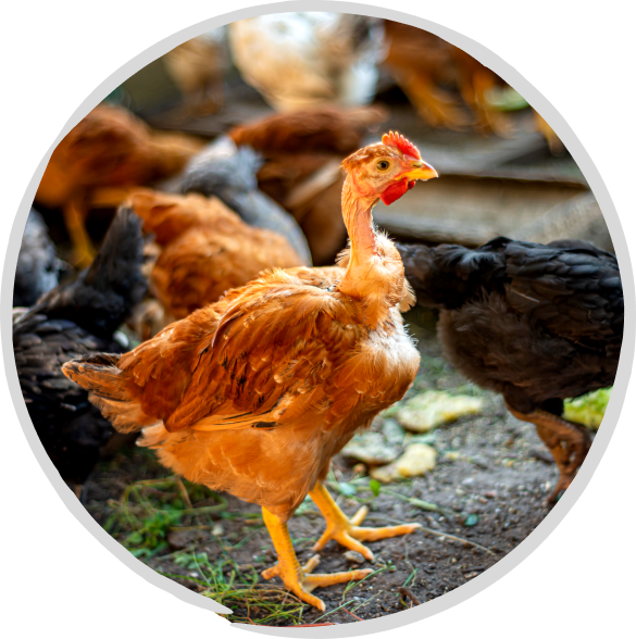 rond-poulet lamarque ferme volaille
